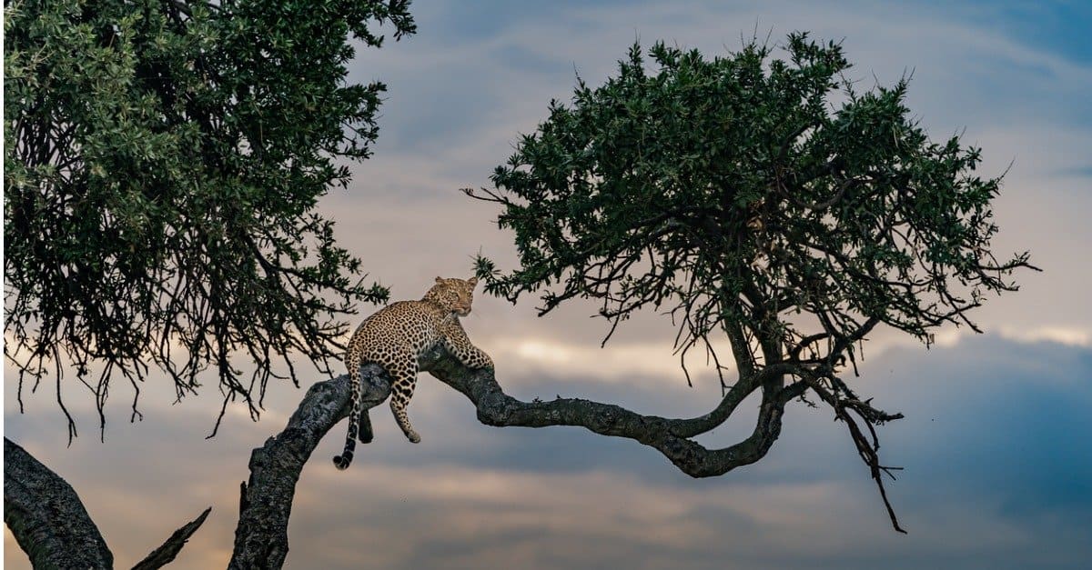 Cosa mangiano i leopardi?