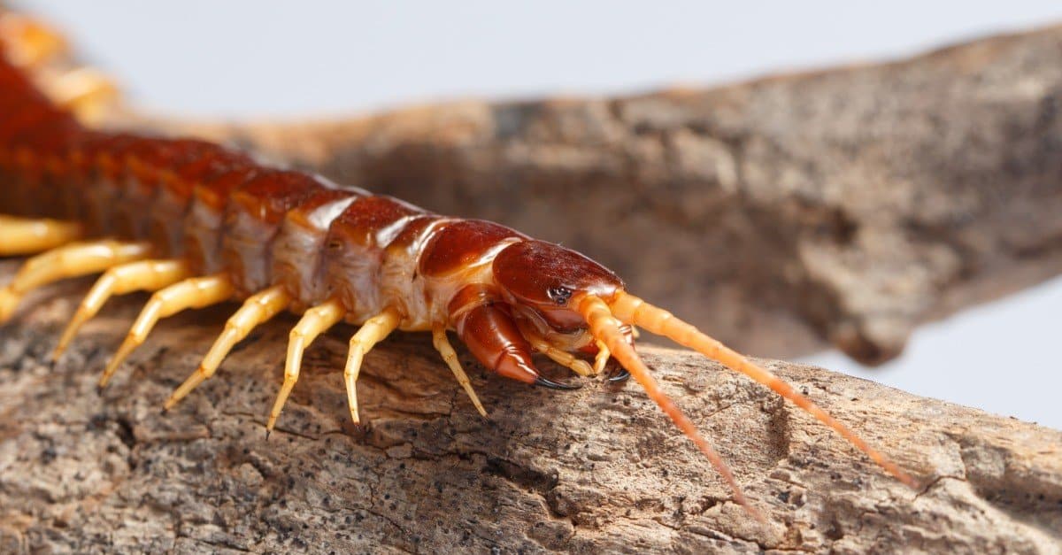 Cosa mangiano i millepiedi?