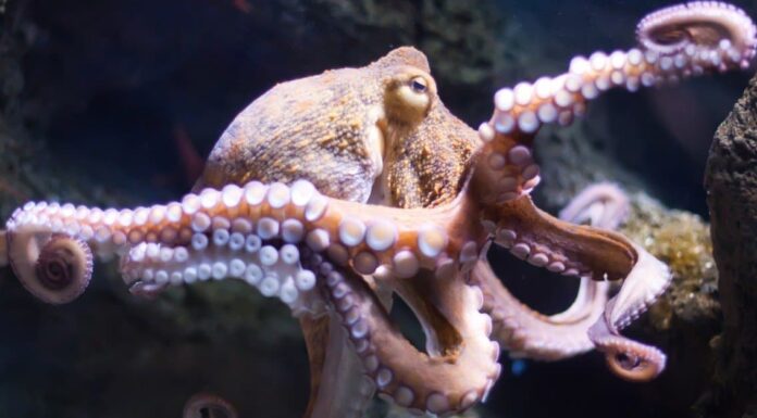 Cosa mangiano i polpi?
