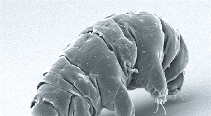  Cosa mangiano i tardigradi?  8 cibi che questo animale ama

