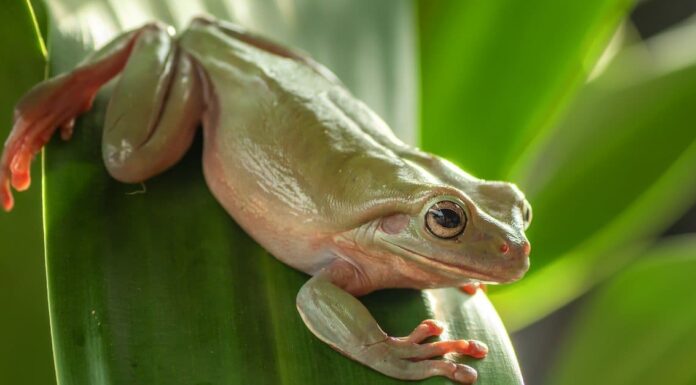 Cosa mangiano le raganelle verdi?
