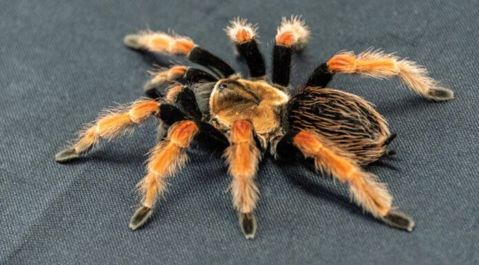  Cosa mangiano le tarantole?  23 alimenti che consumano
