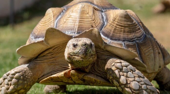  Cosa mangiano le tartarughe?  Oltre 20 alimenti che mangiano
