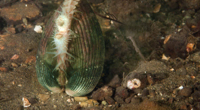  Cosa mangiano le vongole?  I 5 cibi che consumano
