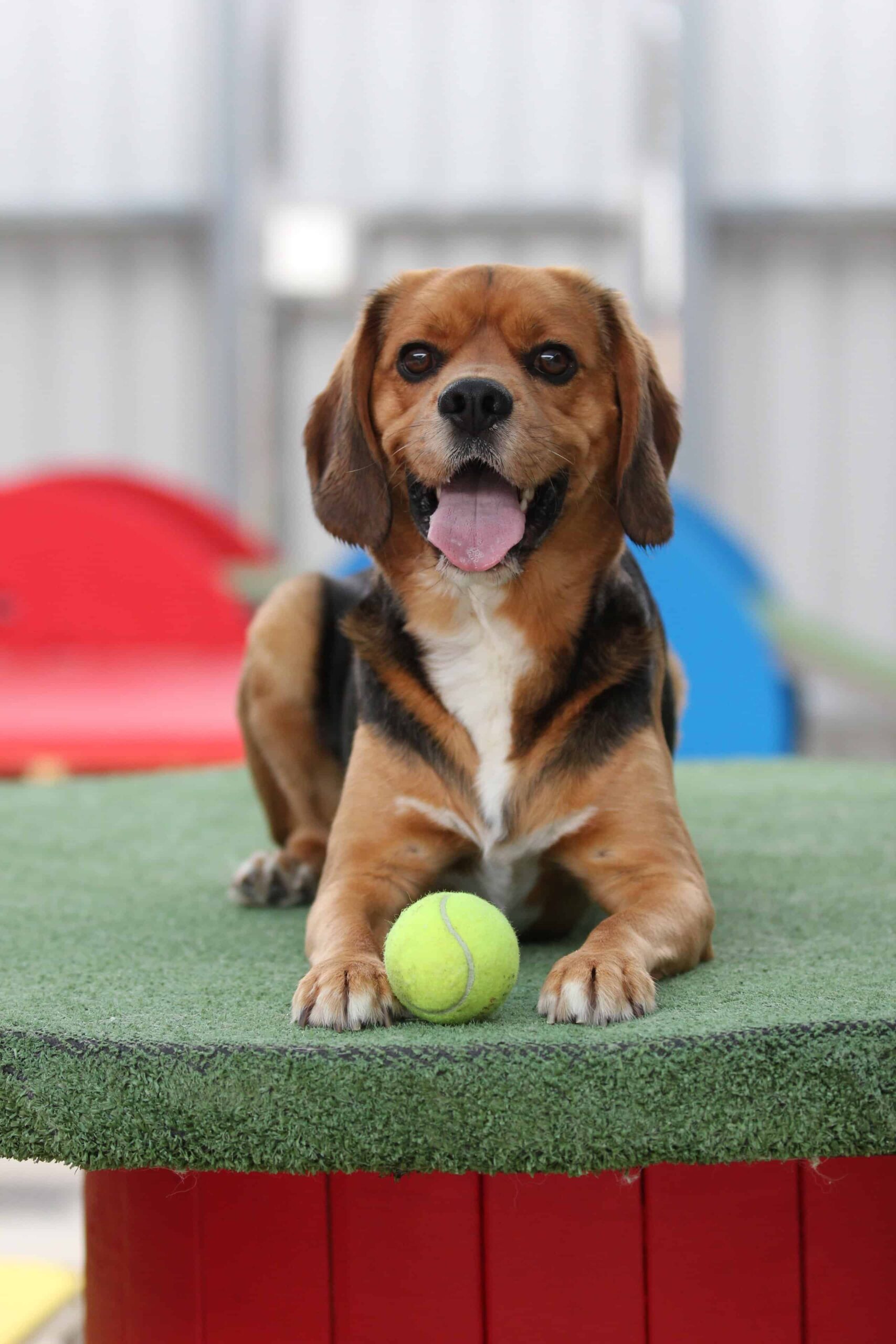 Cosa sono i pidocchi canini e come identificarli