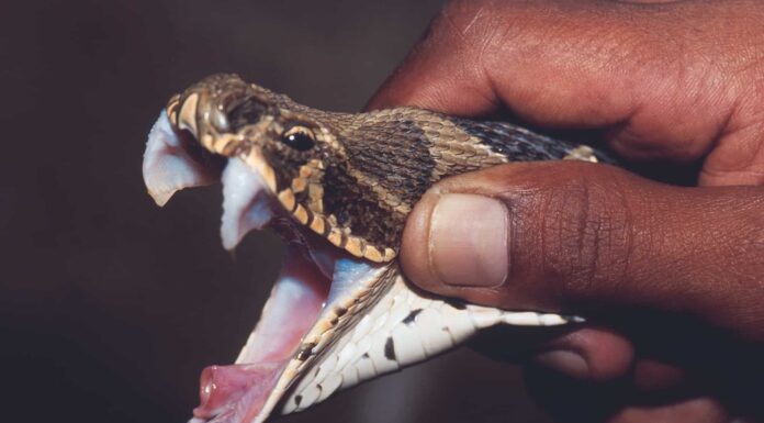 Cosa sono i serpenti "The Big Four" e perché sono così letali?

