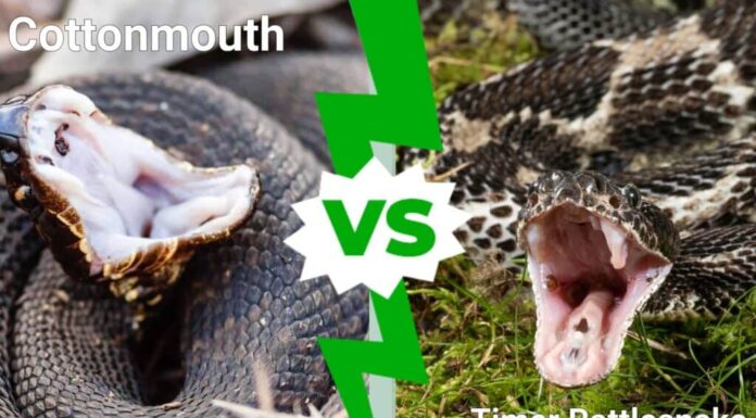Cottonmouth contro Timer Rattlesnake