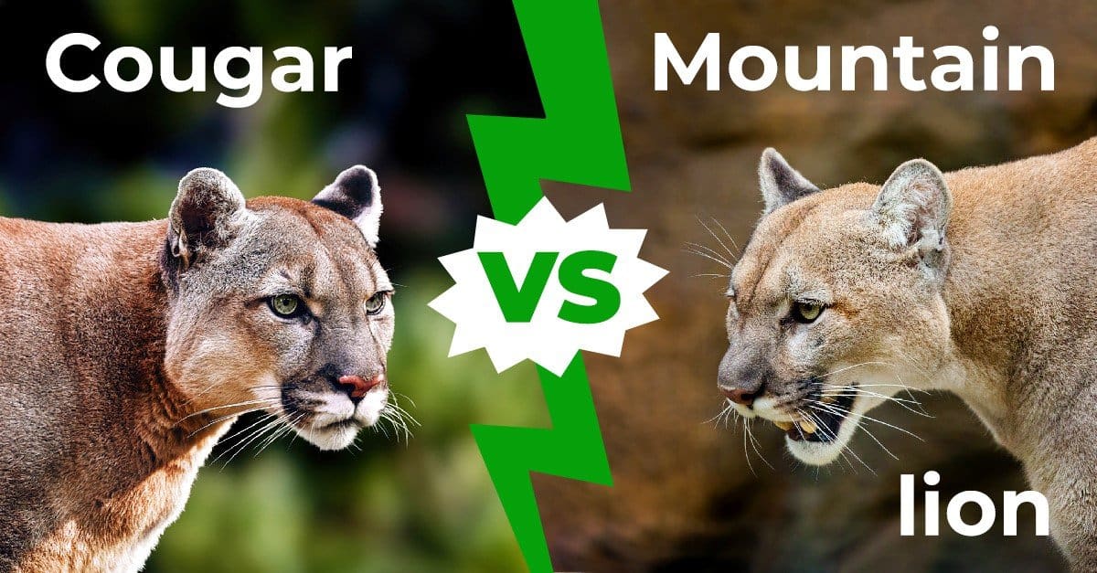 Cougar vs Mountain Lion: quali sono le differenze?