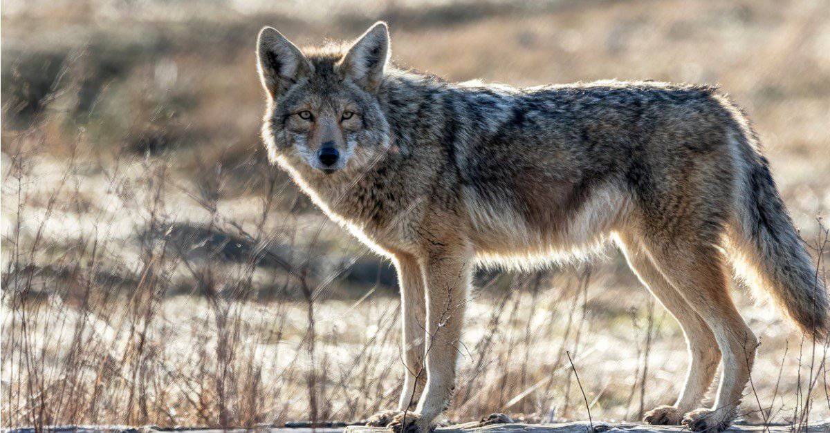 Coyote domestici: non provarlo!  Ecco perché