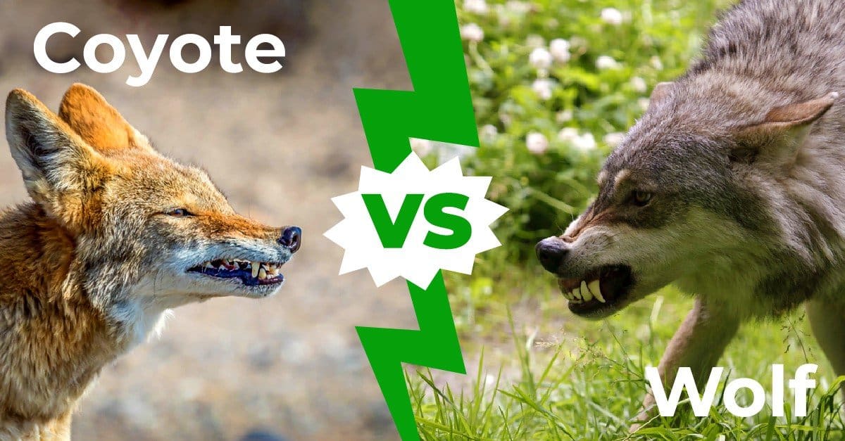 Coyote vs Wolf: le 6 differenze chiave spiegate