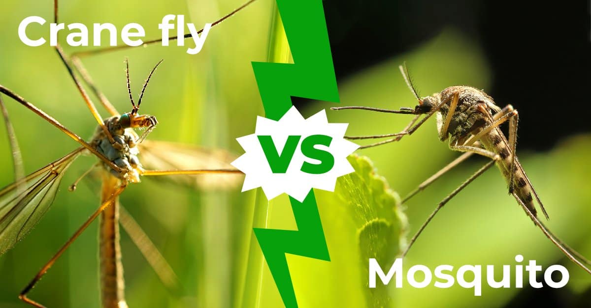 Crane Fly vs Mosquito: 6 differenze chiave spiegate