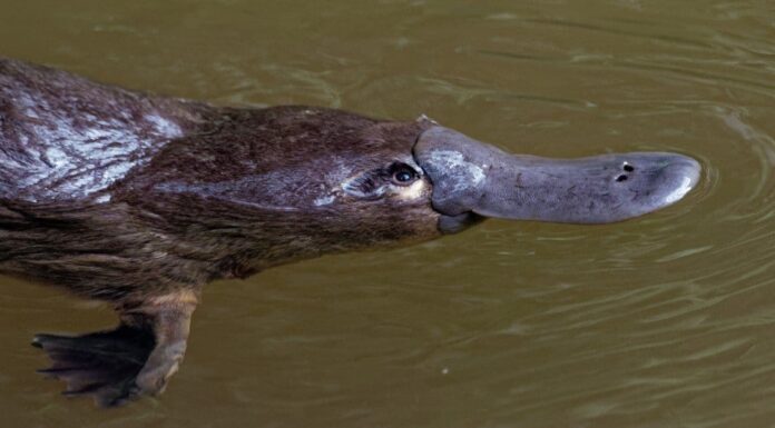 Most Vicious Animals