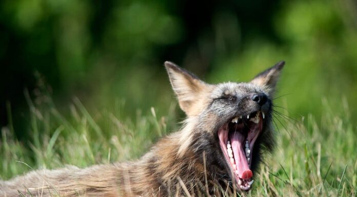 Denti di volpe: tutto ciò che devi sapere
