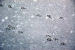 Otter Tracks