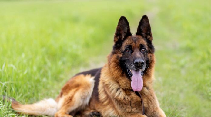 Why do dogs put their ears back