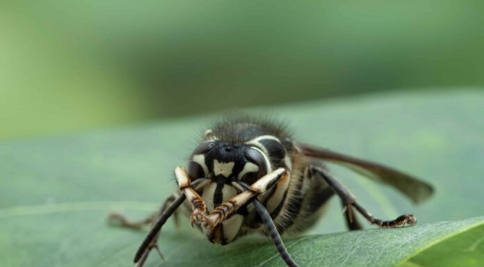 Dove vanno i calabroni in inverno?

