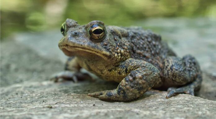 Dove vanno i rospi in inverno?
