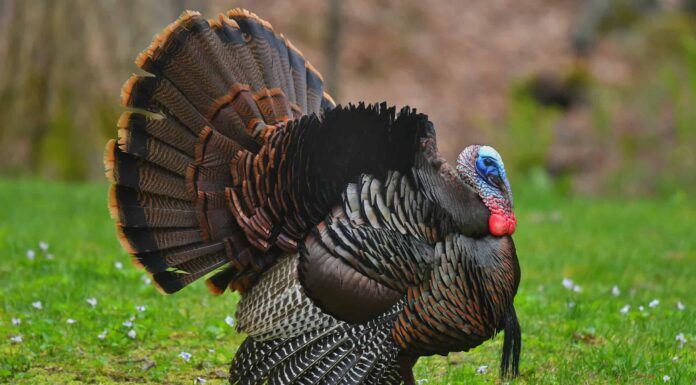 Dove vanno i tacchini in inverno?
