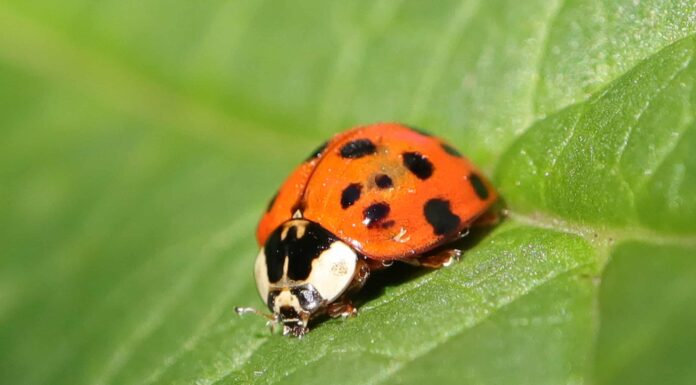 Dove vanno le coccinelle in inverno?
