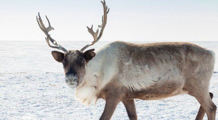 Female Reindeer Have Antlers