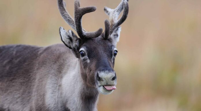  Dove vivono le renne in estate?  Migrano?
