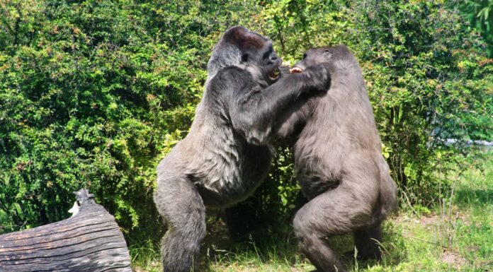 Due gorilla maschi "giocano a combattere" con le zanne scoperte
