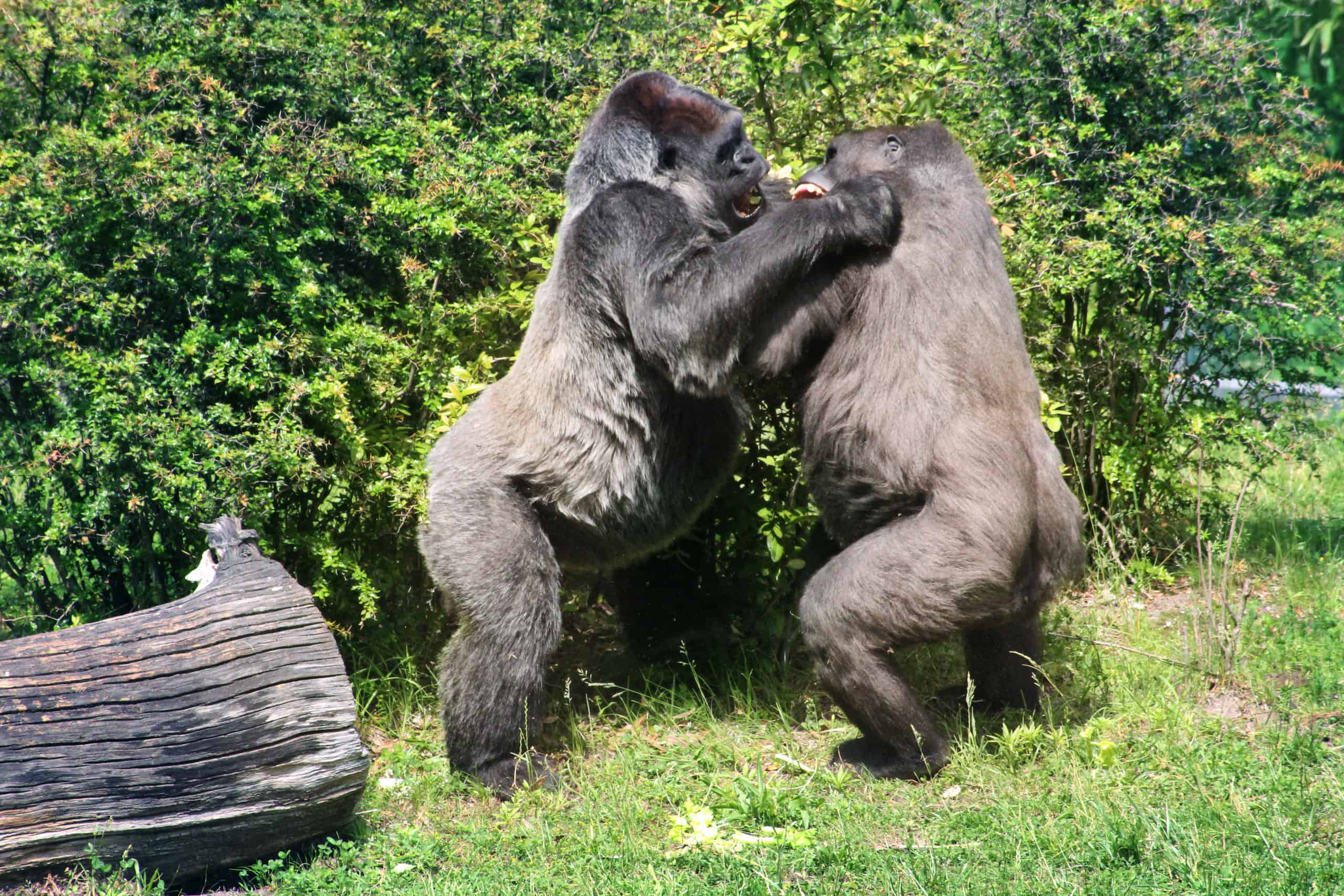 Due gorilla maschi "giocano a combattere" con le zanne scoperte