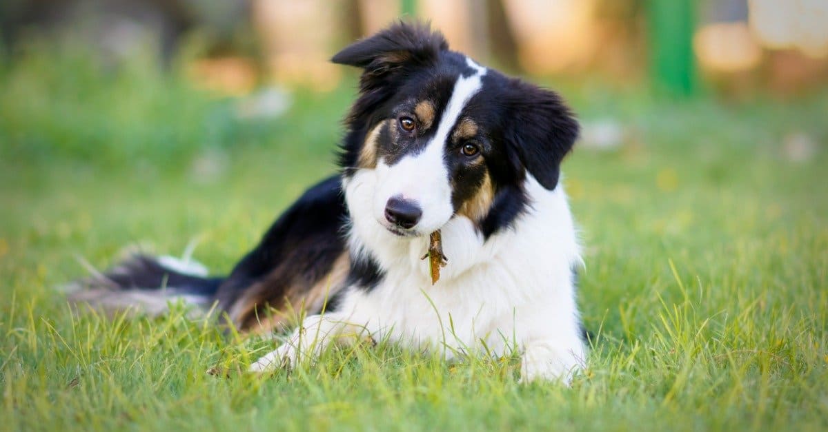 Durata della vita del border collie: quanto tempo vivono i border collie?