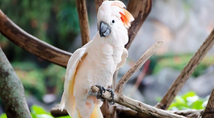 Durata della vita del cacatua: quanto tempo vivono i cacatua?
