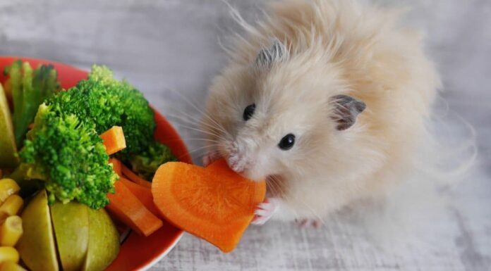 Durata della vita del criceto: quanto tempo vivono i criceti?
