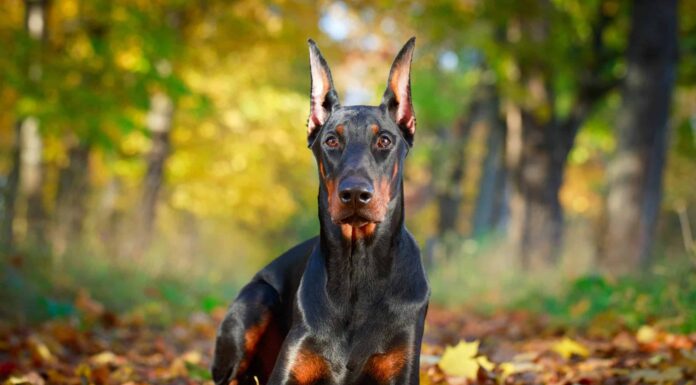 Durata della vita del doberman: quanto tempo vivono i dobermann?
