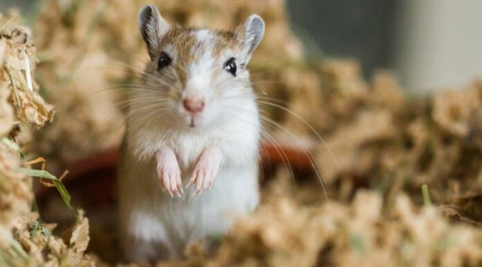 Durata della vita del gerbillo: quanto tempo vivono i gerbilli?
