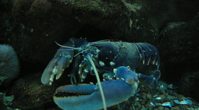  Nuovo studio: smettila di bollire le tue aragoste!  I crostacei possono provare dolore
