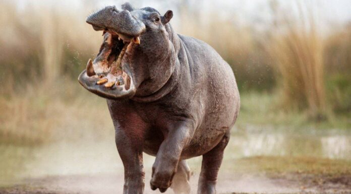 Durata della vita dell'ippopotamo: quanto tempo vivono gli ippopotami?
