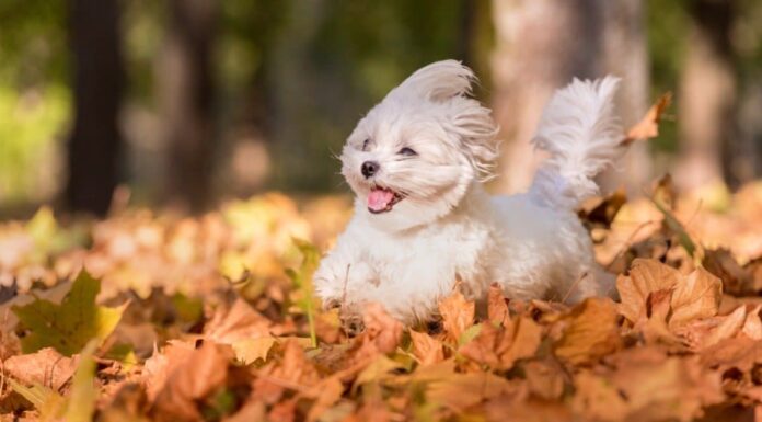 Durata della vita maltese: quanto tempo vivono i maltesi?
