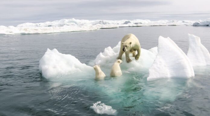 Ecco esattamente come il cambiamento climatico influisce sugli animali
