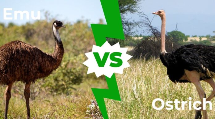 Emu vs Struzzo: 9 differenze chiave tra questi uccelli giganti
