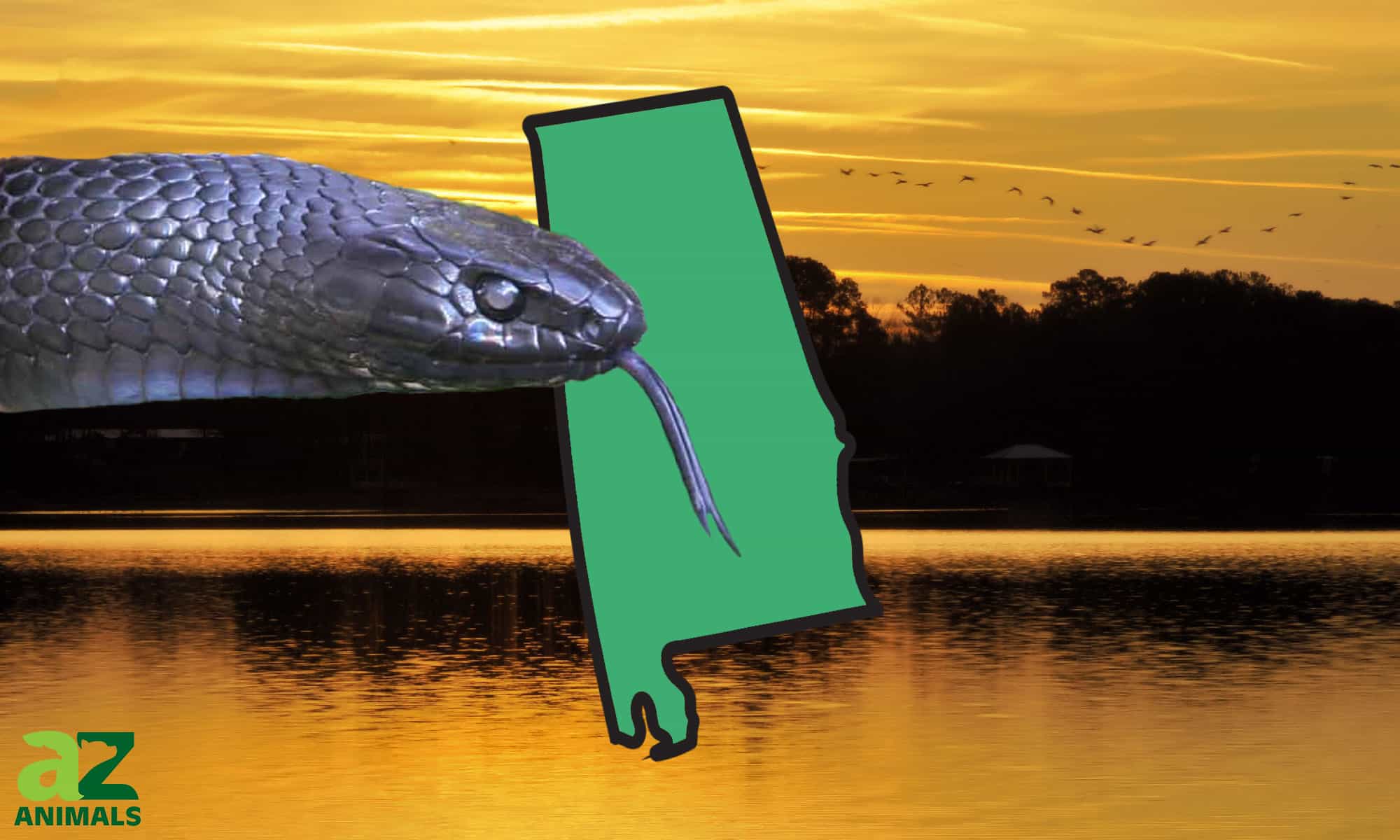 Enorme serpente scoperto in Alabama solo per la seconda volta in 60 anni