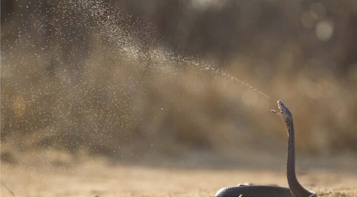 Fino a che punto i cobra sputatori possono sparare il loro veleno?
