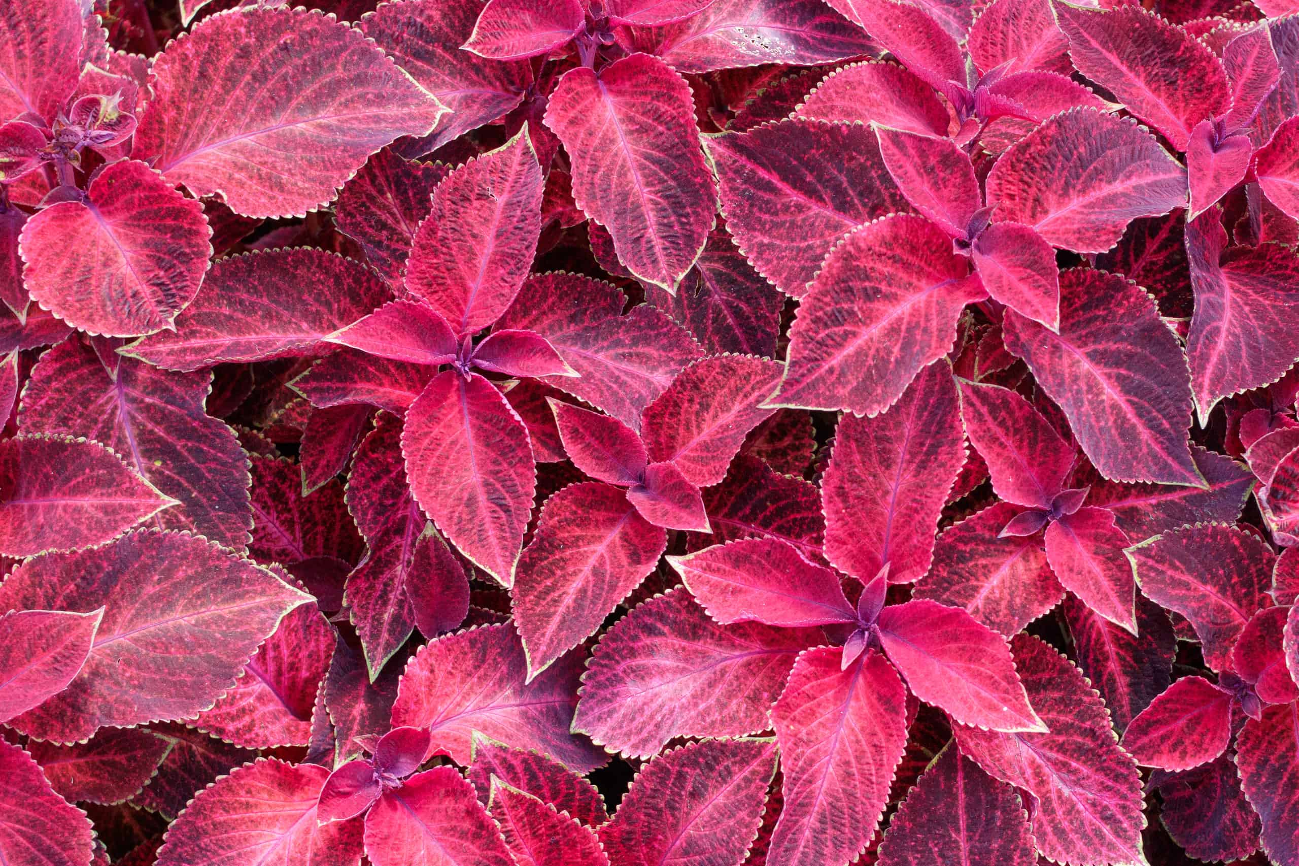 Foglie di coleus: varietà di colori e altri fatti divertenti