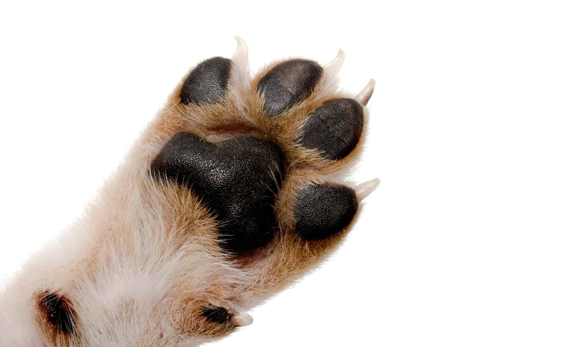 "Frito Feet" Perché le zampe dei tuoi cani odorano di patatine di mais e cosa fare al riguardo