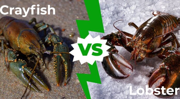 Gamberi vs aragosta: spiegate 5 differenze chiave
