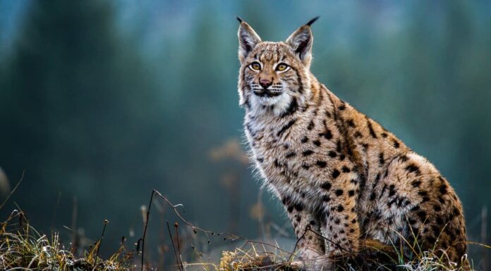 Gatti selvatici europei
