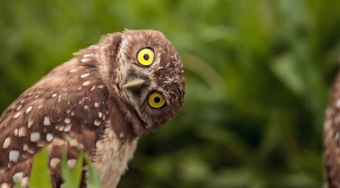 Gli 11 migliori podcast sugli uccelli
