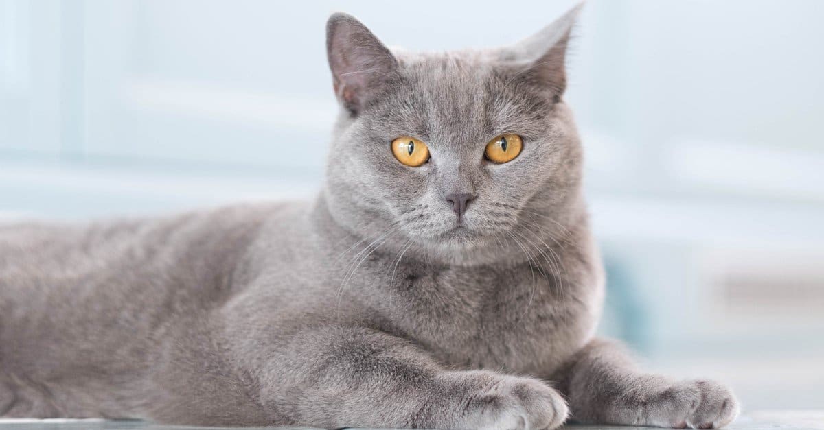 Gli animali hanno un sesto senso?