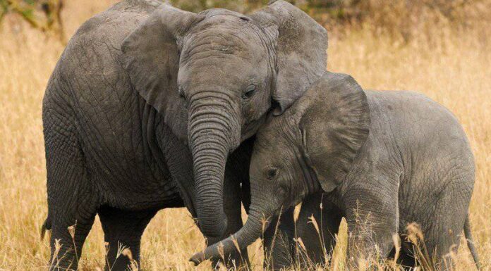 Gli elefanti possono saltare?
