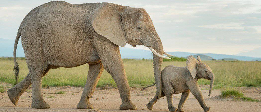 Gli elefanti sono mammiferi?