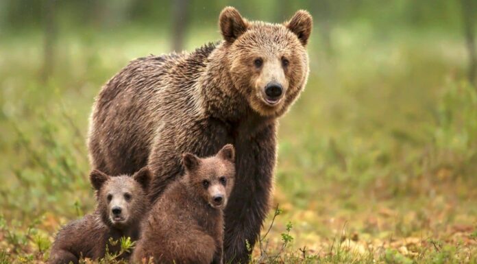 Gli orsi hanno la coda?
