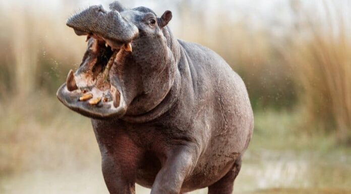 Gli otto animali più aggressivi del mondo
