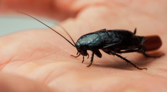  Gli scarafaggi mordono gli umani?  Che aspetto hanno i morsi di scarafaggio?
